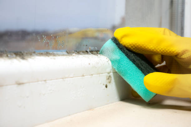Best Insurance-Related Mold Remediation in Corte Madera, CA