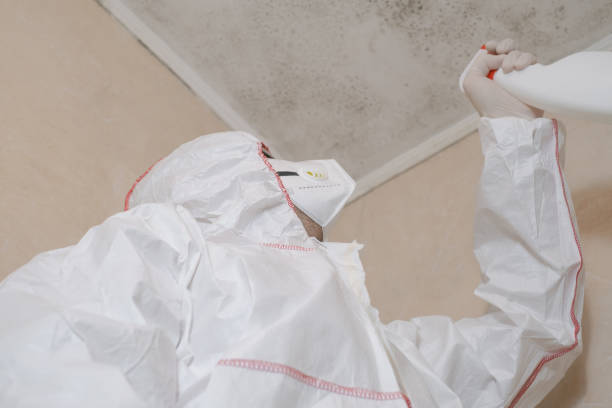 Best White Mold Remediation in Corte Madera, CA
