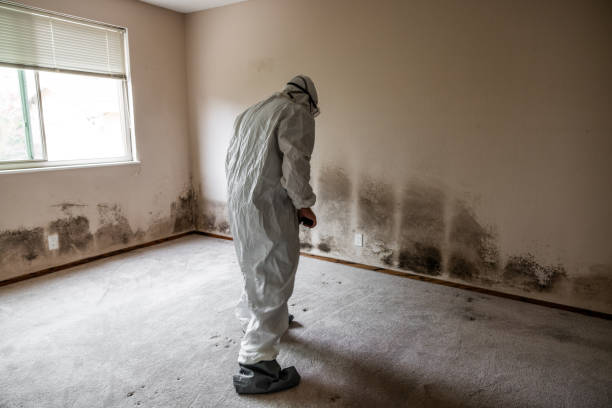 Best Black Mold Remediation in Corte Madera, CA