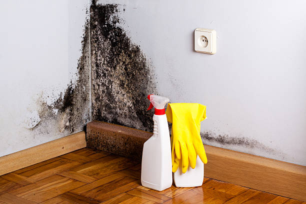 Best Crawl Space Mold Remediation in Corte Madera, CA